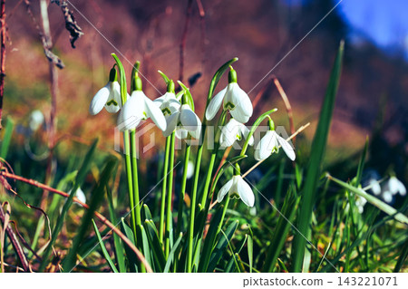 Snowdrops in early spring on a sunny spring day. 143221071