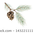 Watercolor pine branch with pinecone isolated on background. Hand drawn botanical illustration for winter Christmas decor or organic product packaging. Detailed realistic forest conifer element for mo 143221111
