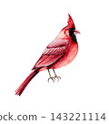 Watercolor red cardinal bird isolated on background. Hand drawn winter avian illustration for Christmas greeting cards and holiday layout design. Detailed realistic red bird character element for mode 143221114
