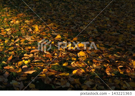 Layer of fallen autumn yellow leaves on the floor in city park under shadow and sunset sun. Fall, natural autumn background. Trasition in nature, changing seasons. October and november in nature Layer of fallen autumn yellow leaves on the floor in city park under shadow and sunset sun. Fall, natural autumn background. Trasition in nature, changing seasons. October and november in nature 143221363