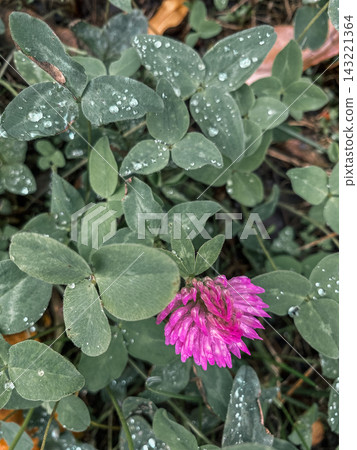 Red clover (Trifolium pratense) top view close-up, detailed pink flower and clover leaves covered in drops of dew or raindrops. 143221364