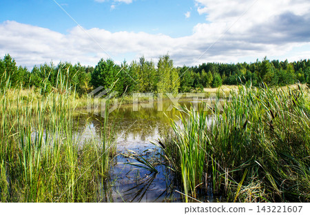Quiet pond surrounded by tall reeds and green forest. Cloudy blue sky creates peaceful summer wetland landscape. Nature scene supports conservation, travel, and design 143221607