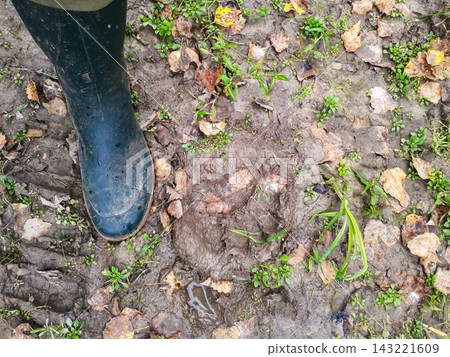 Biologist, ecologist or wildlife manager examining bear footprint in forest soil during field research. Close-up of bear track with field worker's boot for scale, wildlife , ecological monitoring Biologist, ecologist or wildlife manager examining bear footprint in forest soil during field research. Close-up of bear track with field worker's boot for scale, wildlife , ecological monitoring 143221609