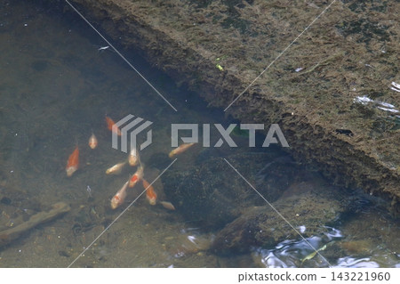 Goldfish and koi that escape into waterways and become feral (Niigata Prefecture) Goldfish and koi that escape into waterways and become feral (Niigata Prefecture) 143221960