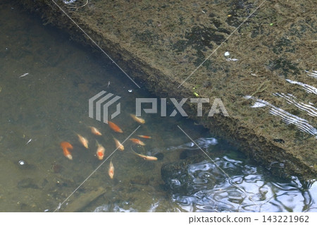 Goldfish and koi that escape into waterways and become feral (Niigata Prefecture) 143221962