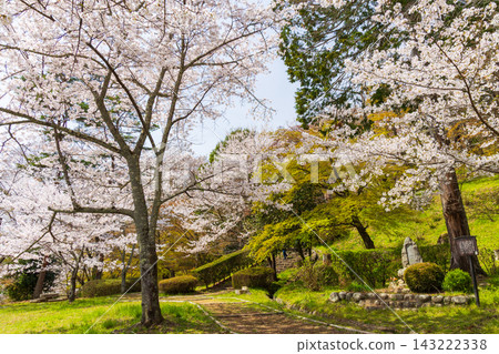 Springtime in Nihonmatsu City, Fukushima Prefecture: Kasumigajo Park (Nihonmatsu Castle Ruins), one of Japan's Top 100 Cherry Blossom Viewing Spots. 143222338