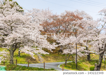 Springtime in Nihonmatsu City, Fukushima Prefecture: Kasumigajo Park (Nihonmatsu Castle Ruins), one of Japan's Top 100 Cherry Blossom Viewing Spots. Springtime in Nihonmatsu City, Fukushima Prefecture: Kasumigajo Park (Nihonmatsu Castle Ruins), one of Japan's Top 100 Cherry Blossom Viewing Spots. 143222349