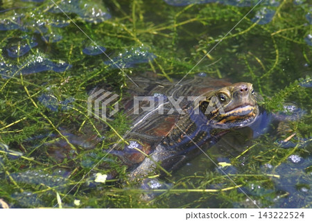 A female pond turtle begging for food (in Saitama Prefecture) A female pond turtle begging for food (in Saitama Prefecture) 143222524