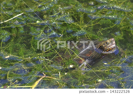 A female pond turtle begging for food (in Saitama Prefecture) A female pond turtle begging for food (in Saitama Prefecture) 143222526