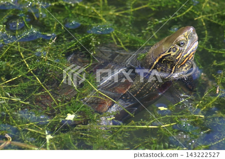 A female pond turtle begging for food (in Saitama Prefecture) A female pond turtle begging for food (in Saitama Prefecture) 143222527