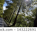 滋賀縣美麗的水杉樹和路燈景觀，鮮嫩的綠葉盛開（垂直拍攝）。 143222691