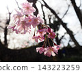 櫻花 143223259