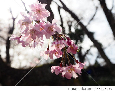 櫻花 櫻花 143223259