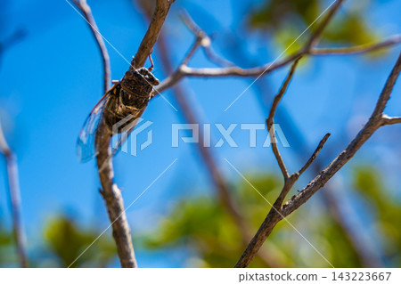 Close-up of a cicada perched on a dry branch against a bright blue sky with blurred green foliage in the background Close-up of a cicada perched on a dry branch against a bright blue sky with blurred green foliage in the background 143223667