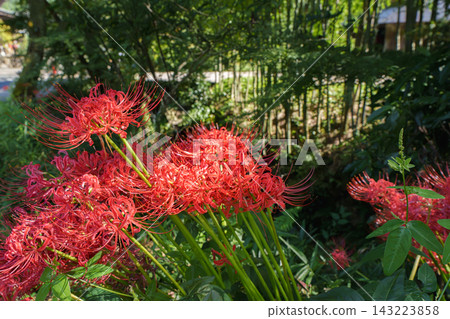 蜘蛛百合嬌嫩的花瓣和花蕊在柔和的前景虛化中閃閃發光,非常美麗。 蜘蛛百合嬌嫩的花瓣和花蕊在柔和的前景虛化中閃閃發光,非常美麗。 143223858