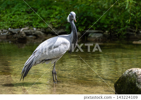 The Blue Crane, Grus paradisea, is an endangered bird The Blue Crane, Grus paradisea, is an endangered bird 143224109