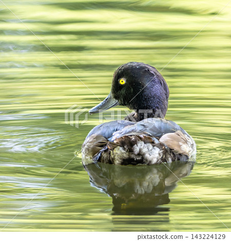 The tufted duck, Aythya fuligula, a diving duck swimming on a Lake at Munich The tufted duck, Aythya fuligula, a diving duck swimming on a Lake at Munich 143224129