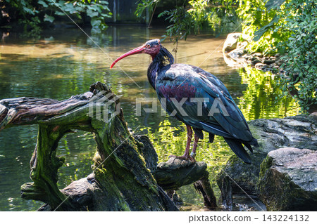 Northern Bald ibis, Geronticus eremita in a German park Northern Bald ibis, Geronticus eremita in a German park 143224132