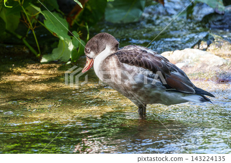 Young Common Shelduck fledgling, Tadorna tadorna Young Common Shelduck fledgling, Tadorna tadorna 143224135