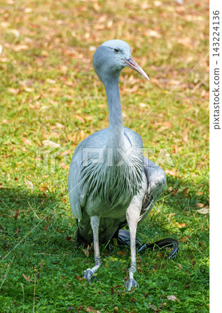 The Blue Crane, Grus paradisea, is an endangered bird The Blue Crane, Grus paradisea, is an endangered bird 143224136