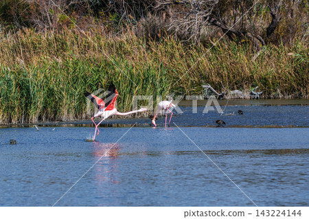 Flying Greater Flamingo, Phoenicopterus roseus in the Ornithological park of Pont de Gau in Camargue, France Flying Greater Flamingo, Phoenicopterus roseus in the Ornithological park of Pont de Gau in Camargue, France 143224144