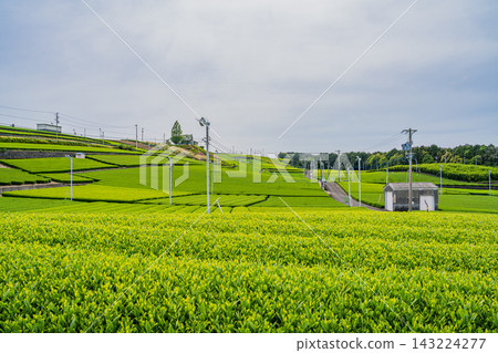 島田市仲條影秋像公園週邊的茶園風景(靜岡縣) 島田市仲條影秋像公園週邊的茶園風景(靜岡縣) 143224277
