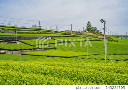 島田市仲條影秋像公園週邊的茶園風景(靜岡縣) 島田市仲條影秋像公園週邊的茶園風景(靜岡縣) 143224305