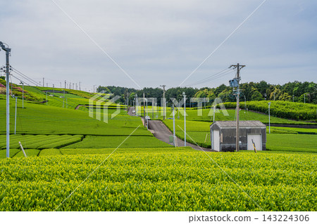 島田市仲條影秋像公園週邊的茶園風景(靜岡縣) 島田市仲條影秋像公園週邊的茶園風景(靜岡縣) 143224306