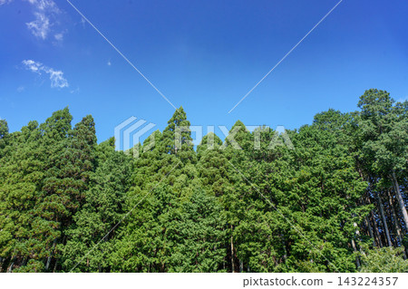 Under a clear blue sky, lush green cedar trees flourish amidst a beautiful natural landscape. Under a clear blue sky, lush green cedar trees flourish amidst a beautiful natural landscape. 143224357
