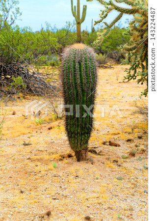 Young Saguaro Cactus Sonora desert Arizona Young Saguaro Cactus Sonora desert Arizona 143224487