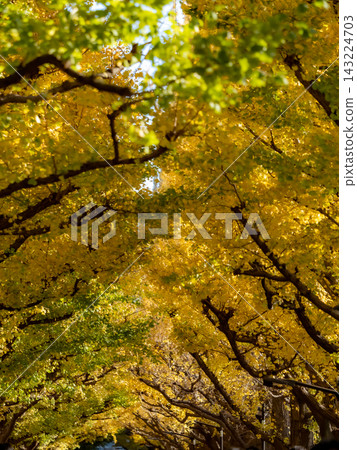 The autumn blue sky and the ginkgo trees in Gaienmae with their autumn leaves. The autumn blue sky and the ginkgo trees in Gaienmae with their autumn leaves. 143224703