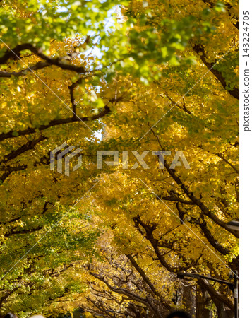 The autumn blue sky and the ginkgo trees in Gaienmae with their autumn leaves. The autumn blue sky and the ginkgo trees in Gaienmae with their autumn leaves. 143224705