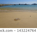 The sea, the sandy beach, and jellyfish washed ashore 143224764
