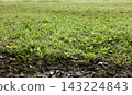 A low-angle view of a lawn. 143224843