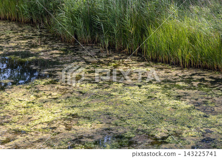 Algae covered polluted pond showing environmental pollution. Algae covered polluted pond showing environmental pollution. 143225741