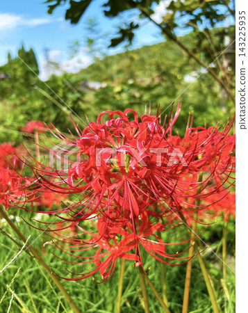 A cluster amaryllis that shines in the blue sky A cluster amaryllis that shines in the blue sky 143225935