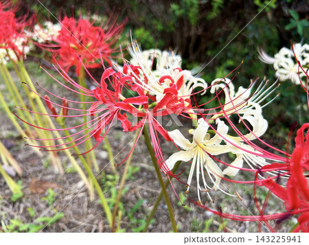 red and white spider lily red and white spider lily 143225941