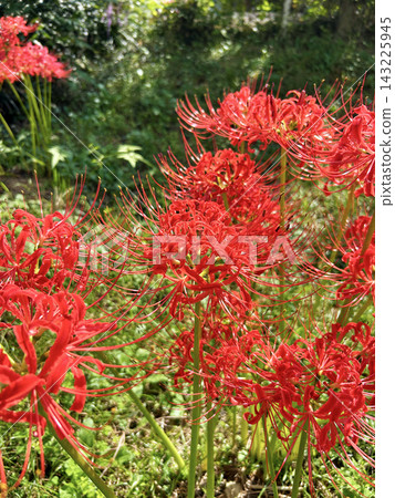 Bright red flowers Bright red flowers 143225945
