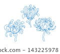 Chinese chrysanthemum flower line art set isolated on white. Traditional Japanise chrysanth blossom outline collection. Beautiful monochrome sketch of mum flower 143225978