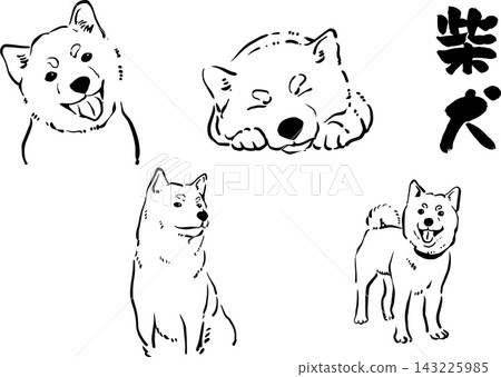 Ink painting illustration of a Shiba Inu Ink painting illustration of a Shiba Inu 143225985