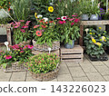 Outdoor sidewalk display at a local flower shop featuring an array of potted flowers and autumn plants. Includes potted roses in woven baskets, bright echinacea, and colorful potted dahlias arranged o 143226023
