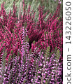 Bright magenta and pink Calluna vulgaris heather blossoms growing closely together. Beautiful ornamental flora composition, perfect for autumn gardening and natural background designs. 143226050