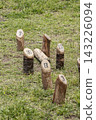A vertical close-up of wooden skittles that fell over during an outdoor grass game. 143226094