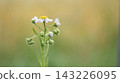 Japanese landscape, close-up of wildflowers (Erigeron annuus) with a blurred background, copy space 143226095