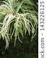 A close-up of fresh chestnut blossoms and green leaves in early summer. 143226125