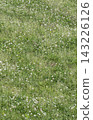 A lush, green meadow of white clover stretches across a park in early summer; vertical composition. 143226126