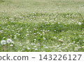 A beautiful early summer field of white clover and dandelion fluff, rendered with soft foreground bokeh and light. 143226127