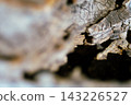 Aged wood bark featuring an intricate, rough texture with visible cracks and natural patterns, providing an abstract background element reflecting time, resilience, and organic beauty in nature. 143226527