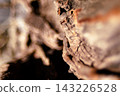 Rustic wood bark texture showing rough surface, cracks, and natural patterns, creating an abstract background for design and nature concepts. 143226528
