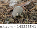 Wild mushrooms on the forest floor 143226541